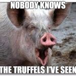 pig | NOBODY KNOWS; THE TRUFFELS I'VE SEEN | image tagged in pig | made w/ Imgflip meme maker