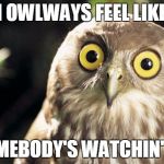 And I got no prey-vacy | I OWLWAYS FEEL LIKE; SOMEBODY'S WATCHIN' ME | image tagged in owl thing | made w/ Imgflip meme maker