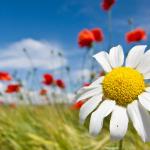 Daisy