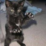 kitten with claws