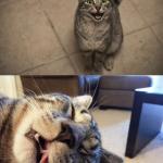 excited exhausted cats meme
