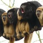Monkey choir meme