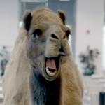 Geico camel hump day meme