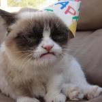 Grumpy Cat Party