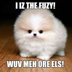 Derp Doge | I IZ THE FUZY! WUV MEH ORE ELS! | image tagged in derp doge | made w/ Imgflip meme maker