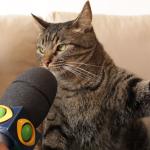 gato entrevista