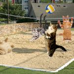 cat volleyball