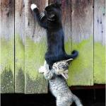 collaborating cats