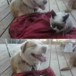 Grumpy Cat and his dog meme