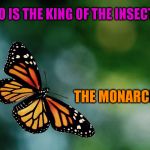 A Mini DashHopes meme | WHO IS THE KING OF THE INSECTS? THE MONARCH! | image tagged in butterfly,jokes,monarch,funny meme,insect,bugs | made w/ Imgflip meme maker
