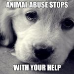 Animals have feelings  | ANIMAL ABUSE STOPS; WITH YOUR HELP | image tagged in animals have feelings | made w/ Imgflip meme maker