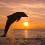 leaping dolphin