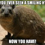 Smiling Hyrax | HAVE YOU EVER SEEN A SMILING HYRAX? NOW YOU HAVE! | image tagged in smiling hyrax | made w/ Imgflip meme maker