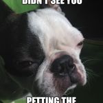 Boston terrier  | DON'T THINK I DIDN'T SEE YOU; PETTING THE NEIGHBORS DOG | image tagged in boston terrier | made w/ Imgflip meme maker
