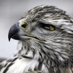 Skeptical Hawk