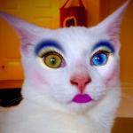 Makeup cat meme