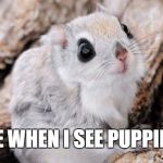 Cutesy Stuff | ME WHEN I SEE PUPPIES | image tagged in cutesy stuff | made w/ Imgflip meme maker