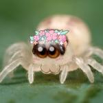 Kawaii Spider