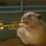hamstertrumpet