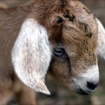 Sad Goat
