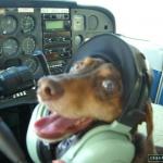 Pilot dog meme
