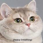 Cat breathing meme
