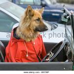 german shepherd driving a car