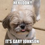 Oakley shih tzu | HEY LOOK!! IT'S GARY JOHNSON. | image tagged in oakley shih tzu | made w/ Imgflip meme maker