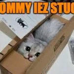 Cute Kittens | MOMMY IEZ STUCK | image tagged in cute kittens | made w/ Imgflip meme maker