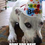 Pitbull Birthday Hat | BRIAN HOPE YOU HAVE A GREAT DAY! | image tagged in pitbull birthday hat | made w/ Imgflip meme maker
