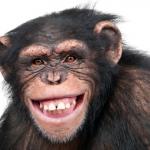 grinning monkey