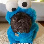 Sesame Street's new muppet. | "ME WANT KIBBLE!  NOM NOM NOM!" | image tagged in cookie monster,cookies,cookie monster wtf,anyone who loves cookies,dog meme | made w/ Imgflip meme maker