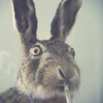 Regretfull Rabbit