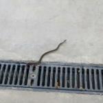 Snake In A Drain