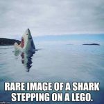shark_head_out_of_water | RARE IMAGE OF A SHARK STEPPING ON A LEGO. | image tagged in shark_head_out_of_water | made w/ Imgflip meme maker