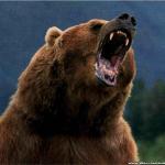 screaming bear