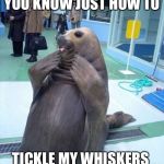 Gay sea lion | YOU KNOW JUST HOW TO; TICKLE MY WHISKERS | image tagged in gay sea lion | made w/ Imgflip meme maker