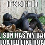 Big balls gorilla | IT'S SO HOT; THE SUN HAS MY BALLS ALL BLOATED LIKE ROADKILL | image tagged in big balls gorilla,sun,summer,roadkill,heat,balls | made w/ Imgflip meme maker