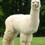 Ireland Alpaca