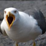 angry seagull
