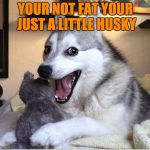 joking husky | YOUR NOT FAT YOUR JUST A LITTLE HUSKY | image tagged in joking husky | made w/ Imgflip meme maker