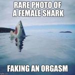 "That's the best I've ever had" she said... | RARE PHOTO OF A FEMALE SHARK; FAKING AN ORGASM | image tagged in shark_head_out_of_water | made w/ Imgflip meme maker
