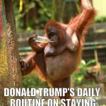 sexy orangutan | DONALD TRUMP'S DAILY ROUTINE ON STAYING ORANGE AND "IN SHAPE" | image tagged in sexy orangutan,dumptrump,nevertrump,drumpf,donald trump,anti trump meme | made w/ Imgflip meme maker