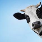 Cow face meme