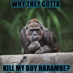 Thinking gorilla | WHY THEY GOTTA; KILL MY BOY HARAMBE? | image tagged in thinking gorilla | made w/ Imgflip meme maker