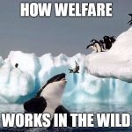 Killer whale | HOW WELFARE; WORKS IN THE WILD | image tagged in killer whale | made w/ Imgflip meme maker
