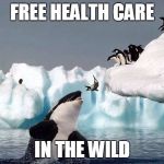 Killer whale | FREE HEALTH CARE; IN THE WILD | image tagged in killer whale | made w/ Imgflip meme maker