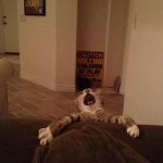 Falling Cat | image tagged in falling cat | made w/ Imgflip meme maker