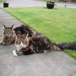 Maine coon