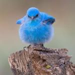 Fluffy bluebird